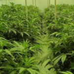 defensie-industrieënDefense Industries Agency: toewijzing van de dienst voor het kweken van cannabisplanten. Uiting van belangstelling gepubliceerd